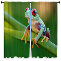 Red eyed Treefrog Agalychnis Callidryas Window Curtains 47838955