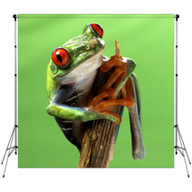 Red Eyed Treefrog Macro Isolated Exotic Frog Curious Animal Brig Backdrops 53740777