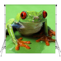 Red Eyed Treefrog Macro Isolated Exotic Frog Curious Animal Brig Backdrops 53740800