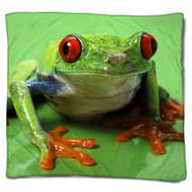 Red Eyed Treefrog Macro Isolated Exotic Frog Curious Animal Brig Blankets 53740800