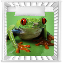 Red Eyed Treefrog Macro Isolated Exotic Frog Curious Animal Brig Nursery Decor 53740800