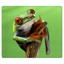 Red Eyed Treefrog Macro Isolated Exotic Frog Curious Animal Brig Rugs 53740777