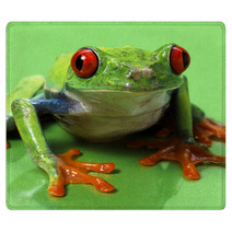 Red Eyed Treefrog Macro Isolated Exotic Frog Curious Animal Brig Rugs 53740800