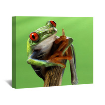 Red Eyed Treefrog Macro Isolated Exotic Frog Curious Animal Brig Wall Art 53740777