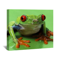 Red Eyed Treefrog Macro Isolated Exotic Frog Curious Animal Brig Wall Art 53740800