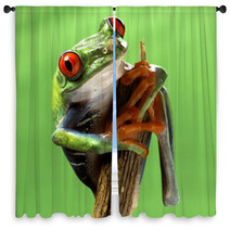 Red Eyed Treefrog Macro Isolated Exotic Frog Curious Animal Brig Window Curtains 53740777