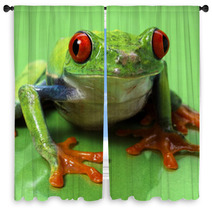 Red Eyed Treefrog Macro Isolated Exotic Frog Curious Animal Brig Window Curtains 53740800