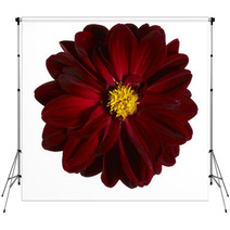 Red Flower Backdrops 45091616