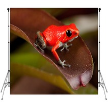 Red Frog Backdrops 43998954