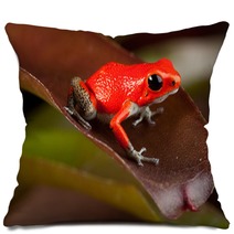 Red Frog Pillows 43998954