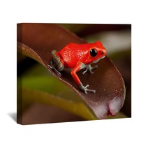 Red Frog Wall Art 43998954