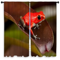 Red Frog Window Curtains 43998954