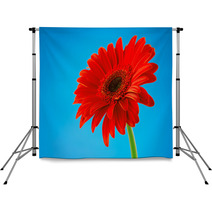 Red Gerbera Daisy Flower Isolated On Blue Background Backdrops 61260452