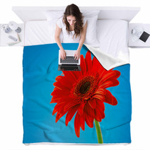 Red Gerbera Daisy Flower Isolated On Blue Background Blankets 61260452