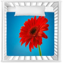 Red Gerbera Daisy Flower Isolated On Blue Background Nursery Decor 61260452