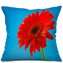 Red Gerbera Daisy Flower Isolated On Blue Background Pillows 61260452