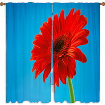 Red Gerbera Daisy Flower Isolated On Blue Background Window Curtains 61260452