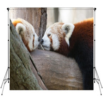 Red Or Lesser Pandas (Ailurus Fulgens) Are Resting On A Tree Backdrops 63294512