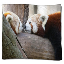 Red Or Lesser Pandas (Ailurus Fulgens) Are Resting On A Tree Blankets 63294512