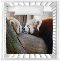 Red Or Lesser Pandas (Ailurus Fulgens) Are Resting On A Tree Nursery Decor 63294512
