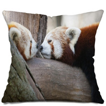 Red Or Lesser Pandas (Ailurus Fulgens) Are Resting On A Tree Pillows 63294512