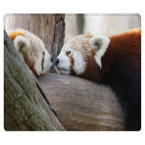 Red Or Lesser Pandas (Ailurus Fulgens) Are Resting On A Tree Rugs 63294512