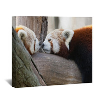 Red Or Lesser Pandas (Ailurus Fulgens) Are Resting On A Tree Wall Art 63294512