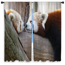 Red Or Lesser Pandas (Ailurus Fulgens) Are Resting On A Tree Window Curtains 63294512