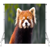 Red panda 1 Backdrops 94213310
