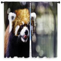 Red Panda 2 Window Curtains 35729718