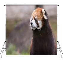 Red Panda 3 Backdrops 99808253