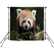 Red Panda (Ailurus Fulgens). Backdrops 88934418