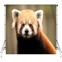 Red Panda (Ailurus Fulgens) Backdrops 93445898