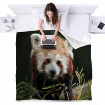 Red Panda (Ailurus Fulgens). Blankets 88934418