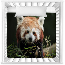 Red Panda (Ailurus Fulgens). Nursery Decor 88934418