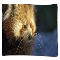 Red Panda (Ailurus Fulgens) Portrait In Snow Blankets 97137647