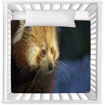 Red Panda (Ailurus Fulgens) Portrait In Snow Nursery Decor 97137647