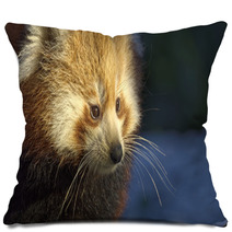 Red Panda (Ailurus Fulgens) Portrait In Snow Pillows 97137647