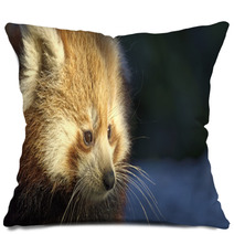 Red Panda (Ailurus Fulgens) Portrait In Snow Pillows 97138040