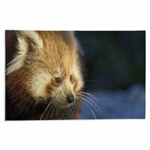 Red Panda (Ailurus Fulgens) Portrait In Snow Rugs 97138040