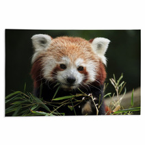 Red Panda (Ailurus Fulgens). Rugs 88934418