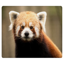 Red Panda (Ailurus Fulgens) Rugs 93445898