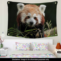 Red Panda (Ailurus Fulgens). Wall Art 88934418