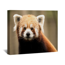 Red Panda (Ailurus Fulgens) Wall Art 93445898