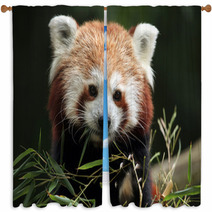 Red Panda (Ailurus Fulgens). Window Curtains 88934418