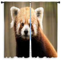 Red Panda (Ailurus Fulgens) Window Curtains 93445898