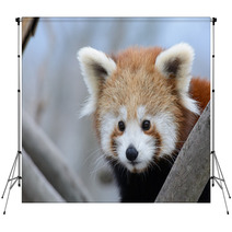 Red Panda Baby Backdrops 99182701