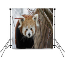 Red Panda Baby Backdrops 99182980