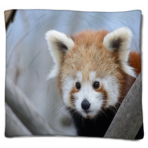 Red Panda Baby Blankets 99182701