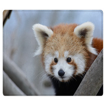Red Panda Baby Rugs 99182701